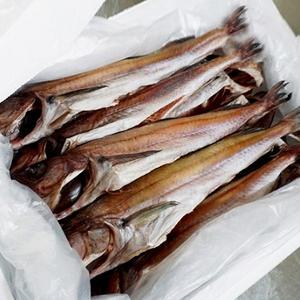 속초 반건조 깔끔 코다리 10미 대사이즈 (35cm 내외 / 45cm 내외) / 꾸덕하게 잘 말린 꽉찬 코다리