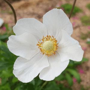 사계 바람꽃 2개세트 모종 노지월동 다년초 야생화 꽃모종 봄꽃 A09