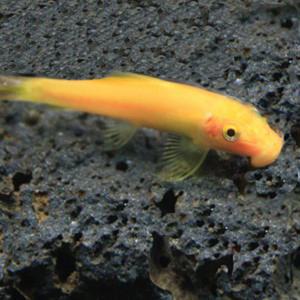 열대어 골든 알지이터 (4cm내외)  1마리 이끼청소