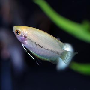 티아쿠아 열대어 골든허니 구라미 1마리 관상어