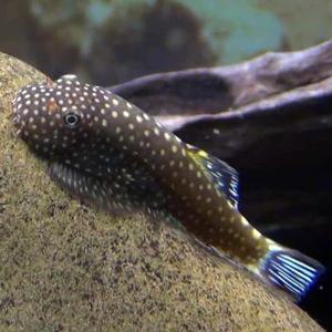 나나아쿠아 열대어 보루네오 가오리 비파 1마리