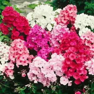 플록스 혼합 2개세트 모종 여름꽃 가을꽃 노지월동 다년초 야생화 A09