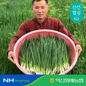 [익산원예농협] 국산 깐쪽파 1kg  당일수확 당일작업
