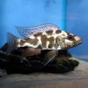 [힘찬열대어] 리빙스톤 2마리