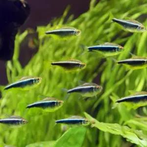 블랙네온테트라 100마리 까만줄 테트라 귀여운 작은물고기 떼샷이 예뻐요