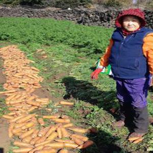 6시내고향 도하네농장 국산 제주 당근 구좌 흙 당근 주스용 햇 5kg 10kg