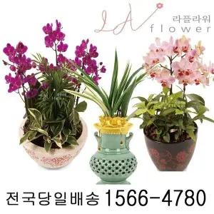 봉화꽃배달 개업화분 동양란 서양란 사무실 카페 병원 승진 취임 난화분 전국 라플라워