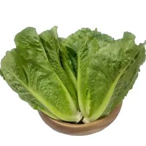 야채이야기 싱싱한 국내산 통로메인 1kg 로메인상추 쌈채소