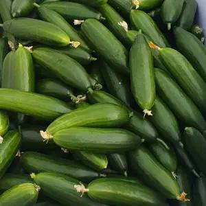 국내산 미니 오이 2kg (16~24개)