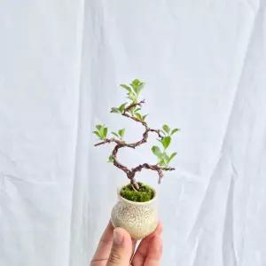 홍매화 장수매 미니 도자기 분재 명자 나무 장수매화 화분