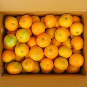 [신선하랑] [신선하랑]새콤달콤 제주 노지감귤 5kg 대과 (2L)