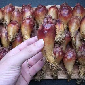 연안 미니 앵치 멍게 3kg