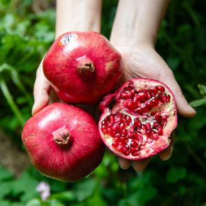 미국산 생과 석류 5kg 중대과 8~15과