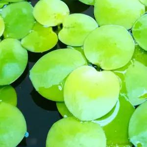 부상 수초 입문자용 어항 수질정화 구피 은신처 초보수초 12뿌리