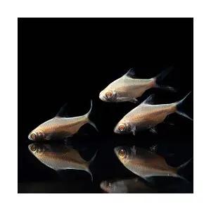 [주니멀열대어]알비노 바브 5cm내외관상어