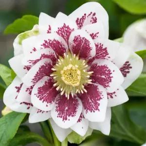 헬레부르스 더블 화이트 스팟티드 10cm 포트묘 크리스마스로즈 겨울장미 겨울 꽃 노지월동 야생화