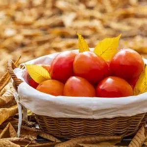 가성비 대봉감 홍시 연시 고당도 달콤한 청도반시 5kg 10kg