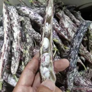 급냉 국산 깐 호랑이 콩 1kg 줄콩 울타리콩 햇호랑이콩 호랑이 밤콩 호랑이 강낭콩 국