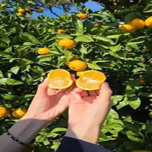 고당도보장 제주노지감귤 수상한농장 천혜향 한라봉 레드향