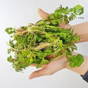 자연노지 햇 냉이 4kg 국내산