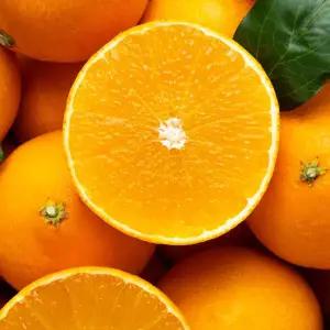 과즙팡팡 달콤한 제주 노지 황금향 4kg 로얄과 / 농장직발송