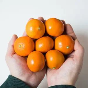 제주 홍미향 3kg(소과/2S 크기) 작은크기 진한향 새콤달콤 신품종 썬레드