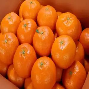 당일수확 당도선별 제주 고당도 제철 레드향 5kg