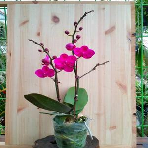 만천홍  호접란  서양란  온시디움  소나무길 1446