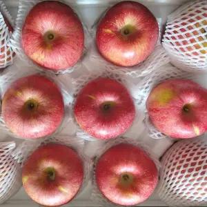 강원도 정선사과 5kg(14과내) 사과선물세트 햇사과 부사