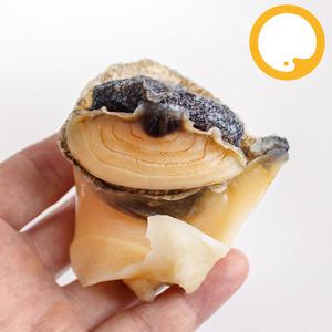 참소라 피뿔고둥살 냉동 자숙, 1kg M (약 40~60개 내외)