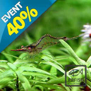 피노키오 새우 5마리