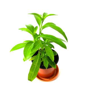 공기정화식물초화 야래향