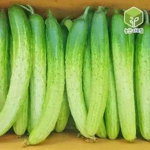 백다다기오이(특) 5kg