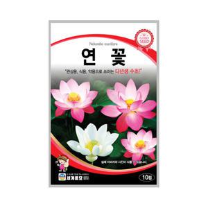 꽃씨 연꽃 10립