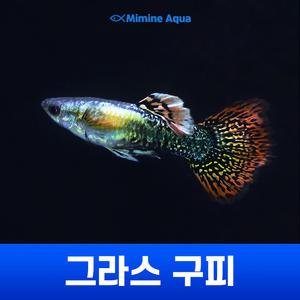그라스 구피 1마리