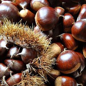 공주 정안 햇밤 대 2kg