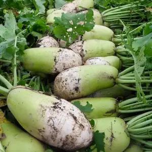 제주 월동 아침무 5kg