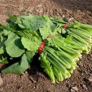 [철따라농산물]여수 갓 생갓 청갓 1단(500-700g내외)