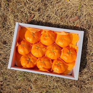 고당도 제주레드향 제주도레드향 선물세트