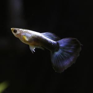 자연과사람 고정구피 코발트블루 구피 1쌍