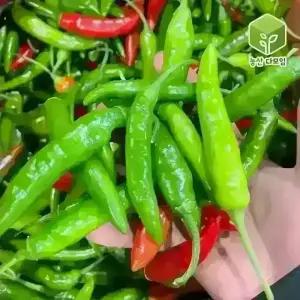 국내산 청양고추 반홍청양고추 5kg