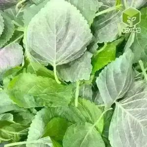 국내산 깨순 파지깻잎순 4kg