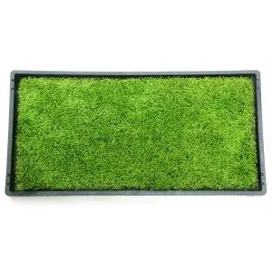 테라리움 비바리움 양지이끼 석부작 조경용 서리이끼 1판(30CMX60CM)