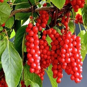 오미자나무 묘목 10그루