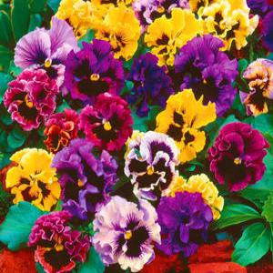 꽃씨앗 비올라 팬지 캔캔 블렌드10립 연중파종 희귀씨앗 모종 수입 야생화