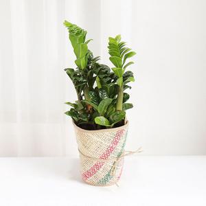 갑조네 보석금전수(중품)