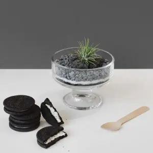 [아트박스]/마이플랜트 쿠앤크 테라리움 DIY 반려식물 이오난사 키트