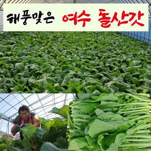 돌산갓 여수 돌산 생갓 5kg 10kg 청갓 김장갓 갓장아찌 갓물김치 김장용갓