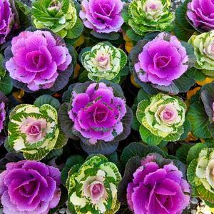 에덴플랜트 (20개 1상자) 꽃배추 꽃양배추 임모란 야생화 노지월동 학교화단 정원 겨울화단 색상랜덤