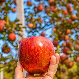 햇사과 함양 거창 꿀 부사 사과 정품 5kg